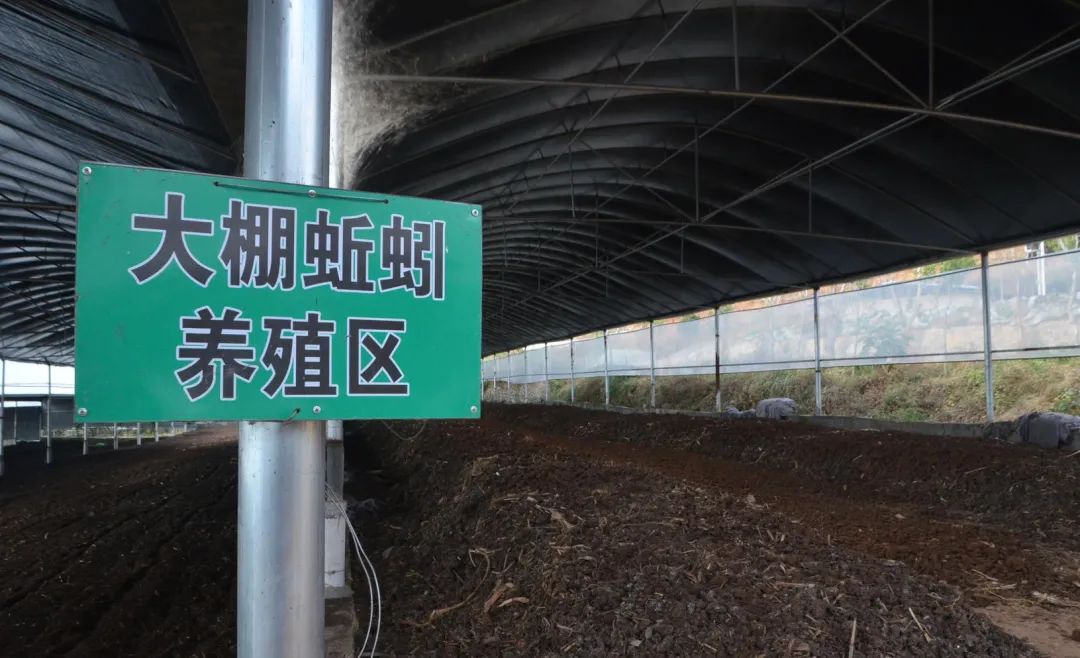 的凈工業除臭劑高效治理蚯蚓養殖惡臭異味大、牛糞味濃 .jpg
